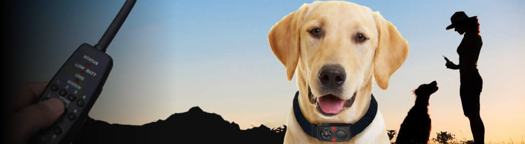 Remote Training and Bark Collars