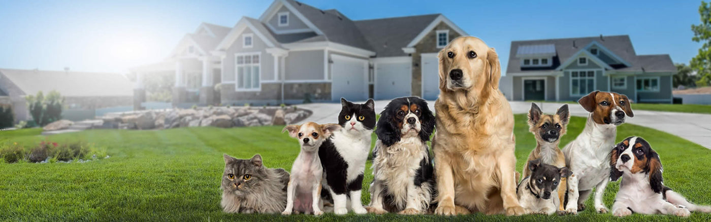 Several Dogs in front of a house